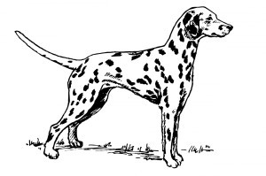 dalmatian-dog-clipart.jpg